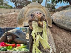 A residente mais velha do Zoológico de San Diego, Gramma, a tartaruga de Galápagos, morre aos 141 anos Uma tartaruga de Galápagos comendo uma salada de alface, melancia e flores rosa.