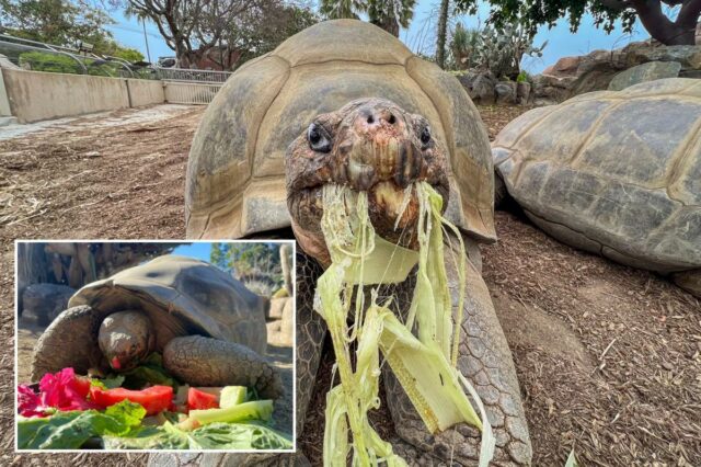 Uma tartaruga de Galápagos comendo uma salada de alface, melancia e flores rosa.