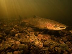 A seca pode ameaçar o retorno do salmão aos rios NS para desovar, dizem conservacionistas Cascalho no rio