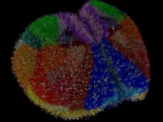 A simulação de supercomputadores está mudando a forma como estudamos o cérebro Uma das simulações cerebrais virtuais mais detalhadas do mundo está mudando a forma como estudamos o cérebro