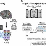 Pesquisadores usam técnica de ‘legenda mental’ para ler pensamentos humanos em tomografias cerebrais