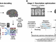 A técnica de ‘legenda mental’ pode ler pensamentos humanos a partir de exames cerebrais Pesquisadores usam técnica de ‘legenda mental’ para ler pensamentos humanos em tomografias cerebrais