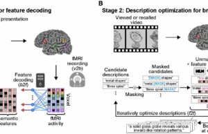 A técnica de ‘legenda mental’ pode ler pensamentos humanos a partir de exames cerebrais Pesquisadores usam técnica de ‘legenda mental’ para ler pensamentos humanos em tomografias cerebrais