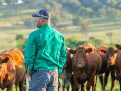 A tendência entre os pecuaristas que está alimentando o boom dos preços das casas na cidade A tendência entre os pecuaristas que está alimentando o boom dos preços das casas na cidade