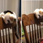 Cat tries catching tail