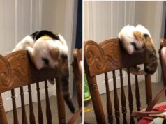 A tentativa hilariante do gato de pegar o rabo através da cadeira é o animal de estimação da semana Cat tries catching tail