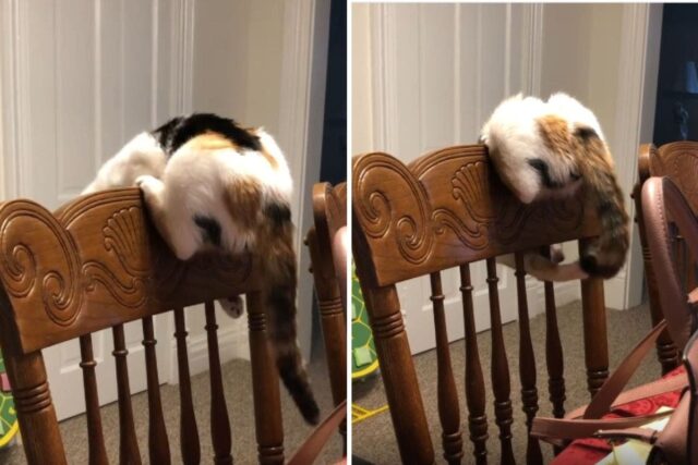 Cat tries catching tail