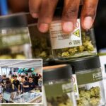 A mão de uma pessoa pegando um pote de flores de cannabis em uma exposição de vários potes.