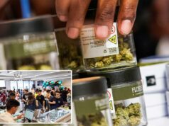 Acordo verde! Comerciantes de maconha em Nova York podem oferecer descontos em produtos de cannabis A mão de uma pessoa pegando um pote de flores de cannabis em uma exposição de vários potes.