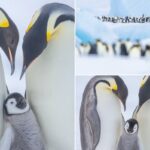 Adoráveis ​​filhotes de pinguim-imperador capturados em impressionante fotografia da Antártida