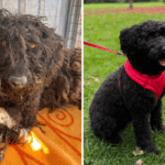 Adotei um cachorro nervoso - não acredito no que ela fez no primeiro dia