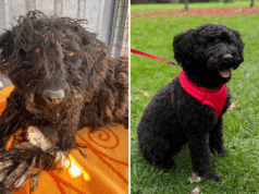 Adotei um cachorro nervoso – não acredito no que ela fez no primeiro dia Adotei um cachorro nervoso - não acredito no que ela fez no primeiro dia