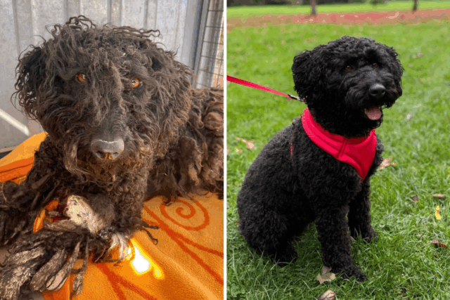 Adotei um cachorro nervoso - não acredito no que ela Adotei um cachorro nervoso - não acredito no que ela fez no primeiro dia