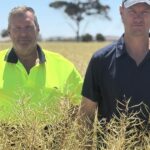 Agricultor de Wheatbelt conta por que está viciado em uma variedade tradicional de canola