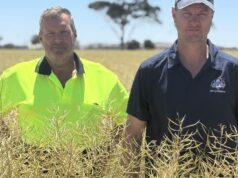 Agricultor de Wheatbelt conta por que está viciado em uma variedade tradicional de canola Agricultor de Wheatbelt conta por que está viciado em uma variedade tradicional de canola