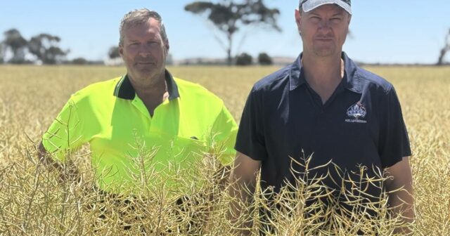 Agricultor de Wheatbelt conta por que está viciado em uma variedade tradicional de canola
