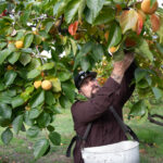 Justin Miller, que possui e administra um pomar em Newcastle, Califórnia, diz que se preocupa com o que isso poderia significar se o seguro saúde através do mercado se tornasse inacessível para seus funcionários. “Saber que eles terão que pagar US$ 4.000 ou US$ 5.000 a mais por ano para continuar com o seguro é uma pílula difícil de engolir”, diz ele. (Anne Chadwick Williams para KFF Health News)