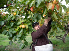 Agricultores, barbeiros e legisladores republicanos lutam com o destino dos créditos fiscais da ACA Justin Miller, que possui e administra um pomar em Newcastle, Califórnia, diz que se preocupa com o que isso poderia significar se o seguro saúde através do mercado se tornasse inacessível para seus funcionários. “Saber que eles terão que pagar US$ 4.000 ou US$ 5.000 a mais por ano para continuar com o seguro é uma pílula difícil de engolir”, diz ele. (Anne Chadwick Williams para KFF Health News)