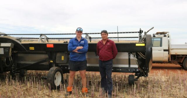 Agricultores de WA relatam forte desempenho da esteira MacDon em culturas de canola
