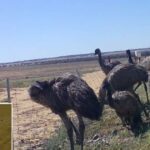 Agricultores do Cinturão de Trigo lutam contra pássaros destrutivos na 'Grande Guerra Emu' dos dias modernos