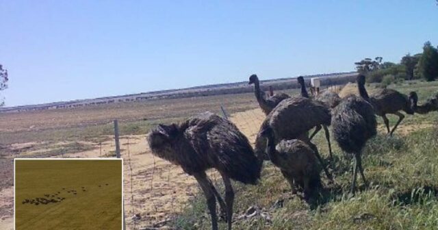 Agricultores do Cinturão de Trigo lutam contra pássaros destrutivos na 'Grande Guerra Emu' dos dias modernos
