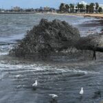 A Praia de St Kilda apresenta água preta, sujeira, lixo e cheiros devido à dragagem na entrada da Marina de St Kilda. 12 de novembro de 2025, The Age news Foto de JOE ARMAO