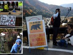 Aldeia turística japonesa luta para manter os ursos afastados Aldeia turística japonesa luta para manter os ursos afastados