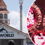Sea World na Gold Coast em Queensland, onde um caso confirmado de sarampo participou do evento Spooky Nights em outubro de 2025.