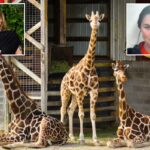 Alicia Silverstone oferece recompensa de US$ 50 mil pela devolução de bebês girafas que desapareceram misteriosamente de um zoológico problemático há 7 meses