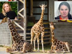 Alicia Silverstone oferece recompensa de US$ 50 mil pela devolução de bebês girafas que desapareceram misteriosamente de um zoológico problemático há 7 meses Alicia Silverstone oferece recompensa de US$ 50 mil pela devolução de bebês girafas que desapareceram misteriosamente de um zoológico problemático há 7 meses