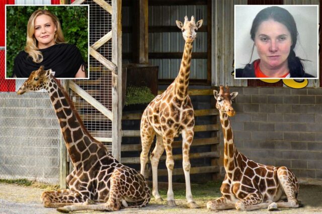 Alicia Silverstone oferece recompensa de US$ 50 mil pela devolução de bebês girafas que desapareceram misteriosamente de um zoológico problemático há 7 meses
