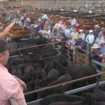 Allison permanece enquanto Elders sobrevive a um ano 'problemático' para aumentar o lucro em 12%