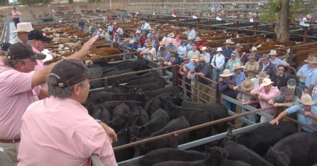 Allison permanece enquanto Elders sobrevive a um ano 'problemático' para aumentar o lucro em 12%

