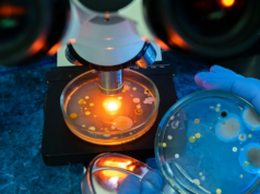 Amebas do riacho de Mumbai abrigando bactérias com alto risco de RAM Amebas do riacho de Mumbai abrigando bactérias com alto risco de RAM