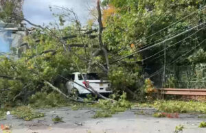 Árvores derrubadas criam doces ou travessuras perigosas no Halloween Árvores derrubadas criam doces ou travessuras perigosas no Halloween