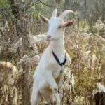 Ícone de conversão de texto em fala