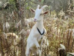 As cabras ‘deliciam-se’ com a propriedade de Hamilton enquanto destroem o espinheiro invasor, uma mordida de cada vez Ícone de conversão de texto em fala