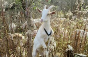 As cabras ‘deliciam-se’ com a propriedade de Hamilton enquanto destroem o espinheiro invasor, uma mordida de cada vez Ícone de conversão de texto em fala