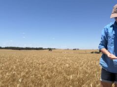 As chuvas do final da temporada não conseguem diminuir os rendimentos do Cinturão do Trigo que estão acima da média As chuvas do final da temporada não conseguem diminuir os rendimentos do Cinturão do Trigo que estão acima da média