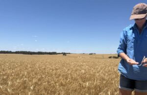 As chuvas do final da temporada não conseguem diminuir os rendimentos do Cinturão do Trigo que estão acima da média As chuvas do final da temporada não conseguem diminuir os rendimentos do Cinturão do Trigo que estão acima da média