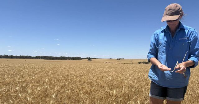 As chuvas do final da temporada não conseguem diminuir os rendimentos do Cinturão do Trigo que estão acima da média
