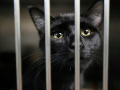 As famílias no SNAP se preocupam não apenas em alimentar a si mesmas, mas também em seus animais de estimação Yahoo news home