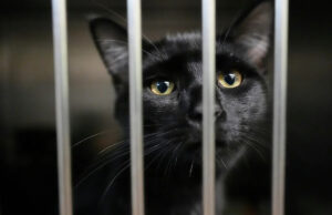 As famílias no SNAP se preocupam não apenas em alimentar a si mesmas, mas também em seus animais de estimação Yahoo news home