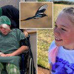 Ataque de pássaro deixa menina de 12 anos lutando para salvar a visão: ‘Direto no olho’