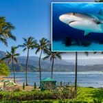 Tubarão de recife nadando perto do fundo do mar em um oceano tropical.