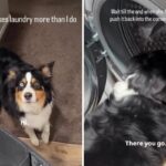 Australian shepherd helps with laundry