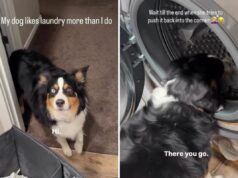 Australian Shepherd aprende a lavar roupa – a Internet está seriamente impressionada Australian shepherd helps with laundry