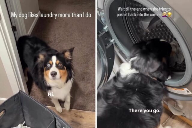 Australian shepherd helps with laundry