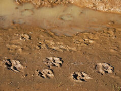 Autoridades emitem alerta após predador selvagem ser avistado em local preocupante: ‘Afaste-se lentamente se encontrar um’ Yahoo news home