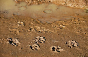 Autoridades emitem alerta após predador selvagem ser avistado em local preocupante: ‘Afaste-se lentamente se encontrar um’ Yahoo news home